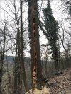To chyba był dzięcioł na gigancie 
