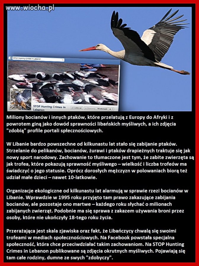 Już do Nas lecą