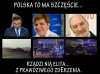 Polska to ma fart