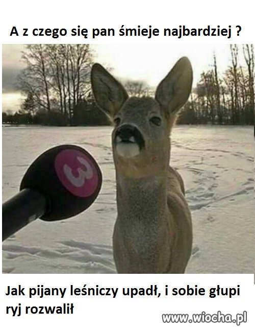 Głupi leśniczy