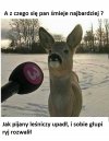 Głupi leśniczy