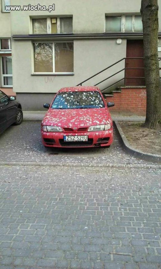 Nissn w "Coupe"