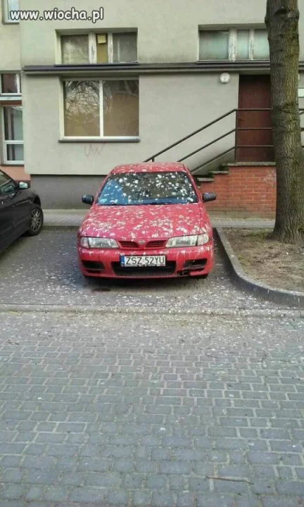 Nissn w "Coupe"