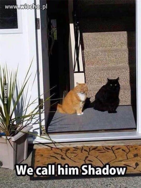Nazwaliśmy go Shadow