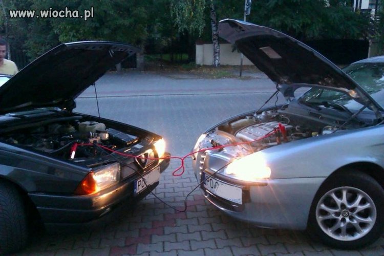 Samiec i samica Alfa