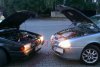 Samiec i samica Alfa