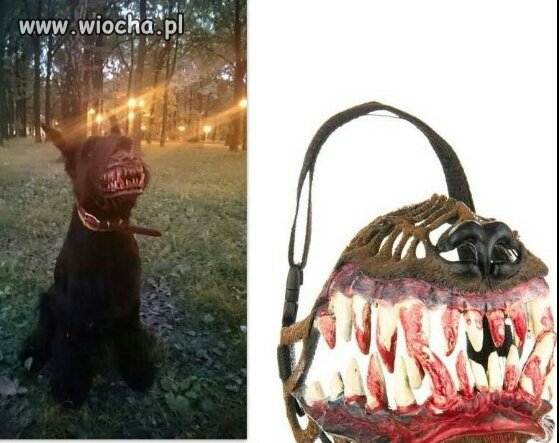 Kaganiec zombi