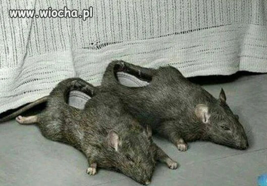 Kapciochy 