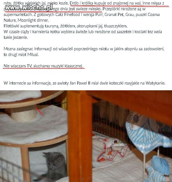 Kot, który nie oglądał TV