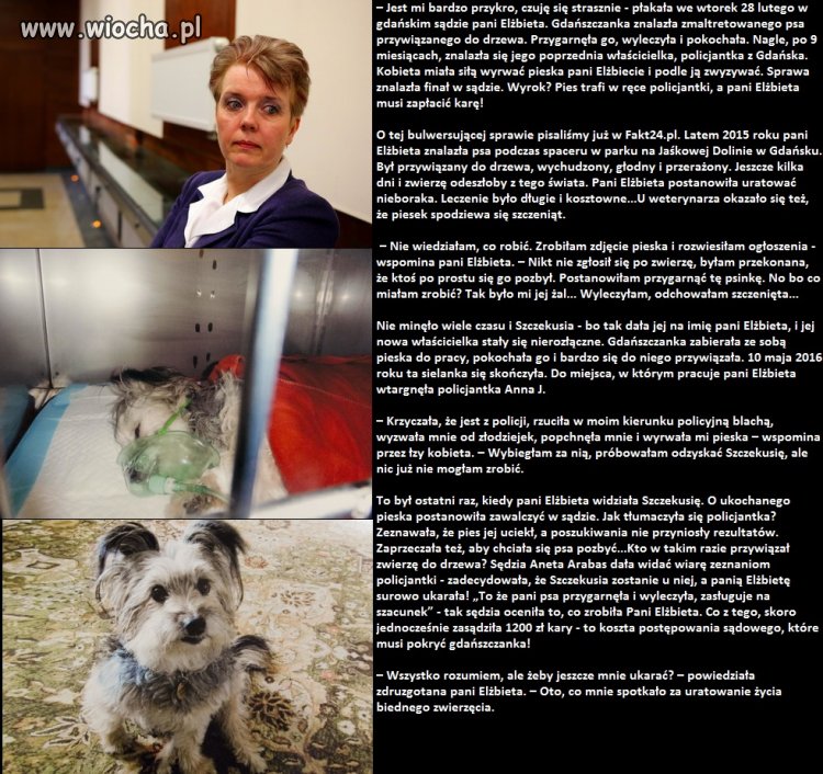 Za uratowanie psa 1200 zł kary