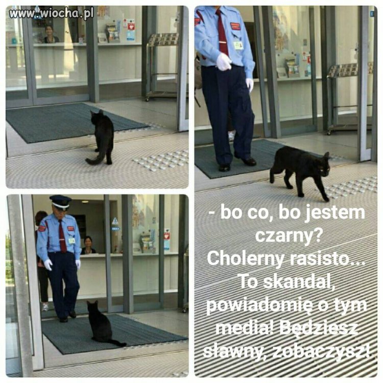 Kot prezesa