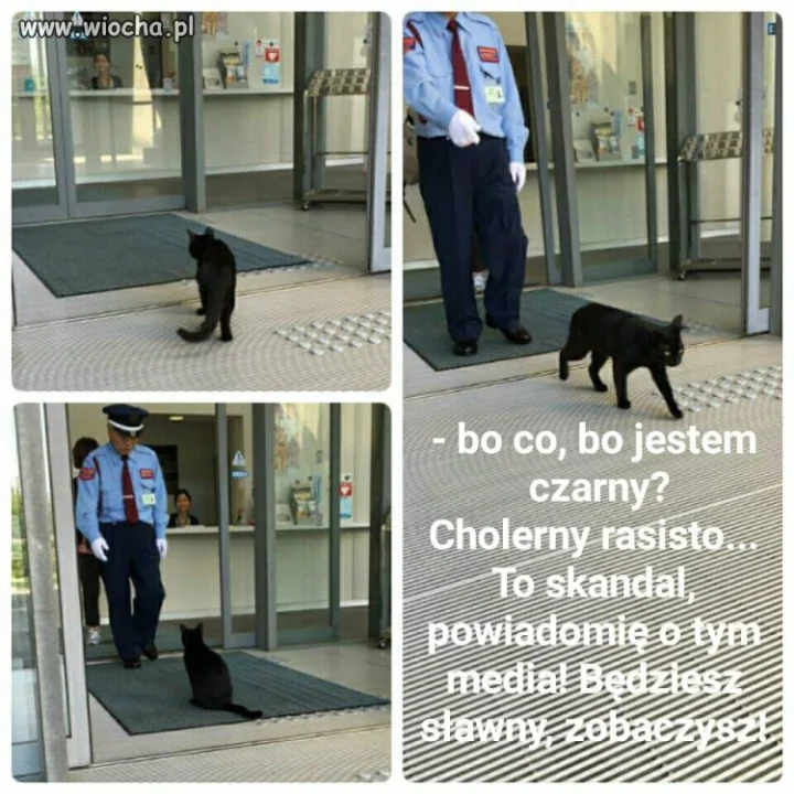 Kot prezesa