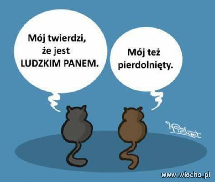 Kocie rozmowy. 