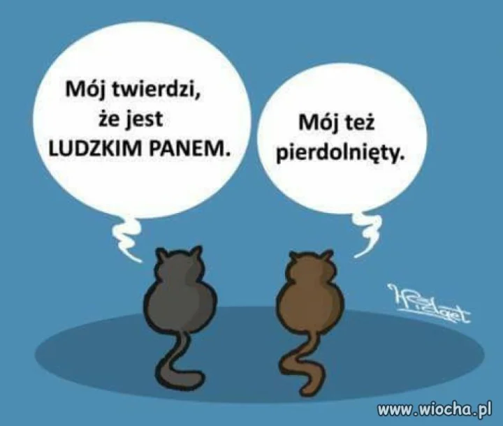 Kocie rozmowy. 