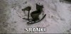 Sranki 