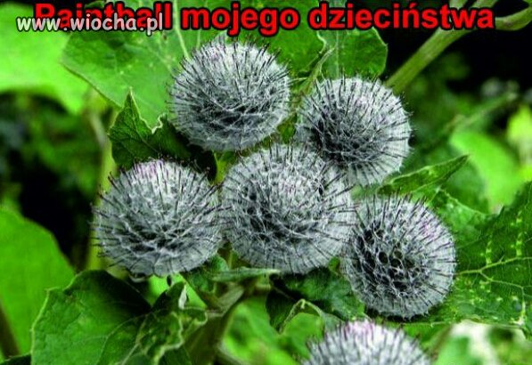 Gimby nie znamą