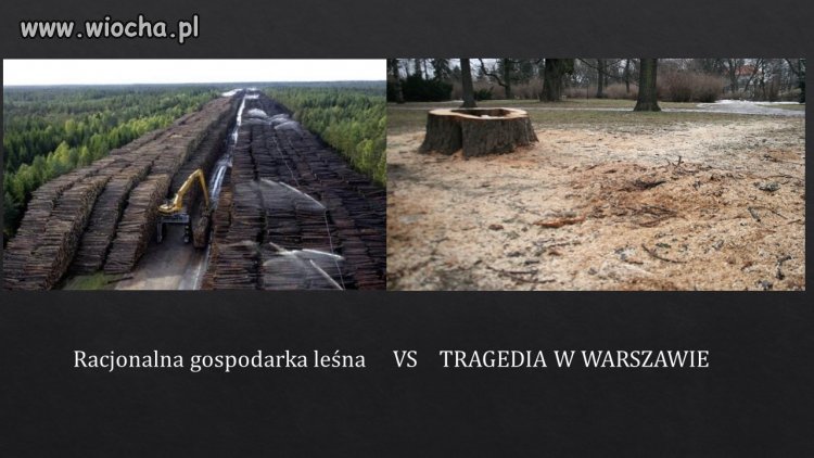  masowa wycinka drzew w stolicy 