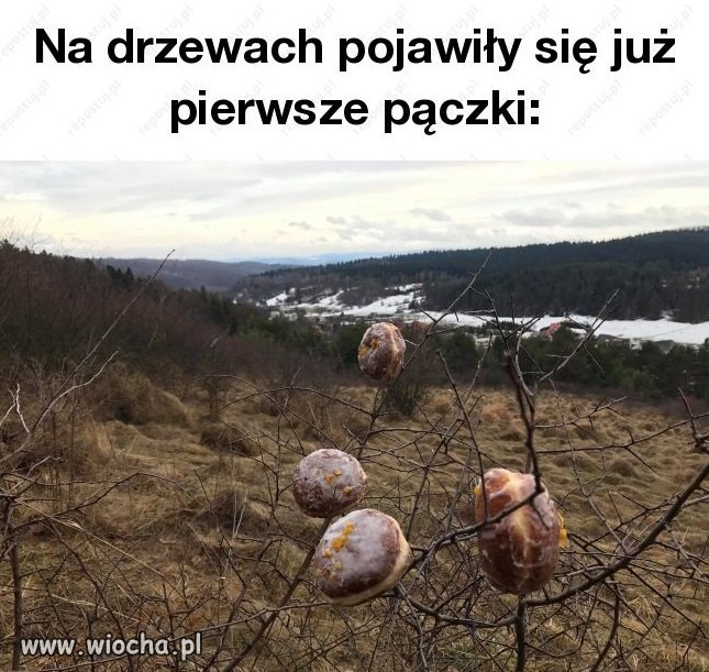 Wiocha wszędzie