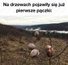 Wiocha wszędzie