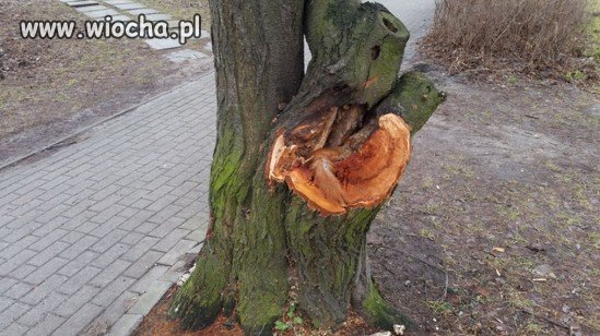 Bezduszni drwale specjalnie wycieli gałąź 