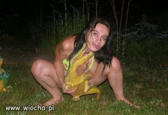 Krokodyl w kroku