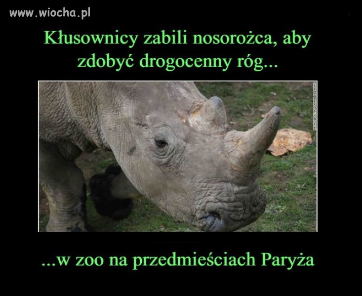Brak słów