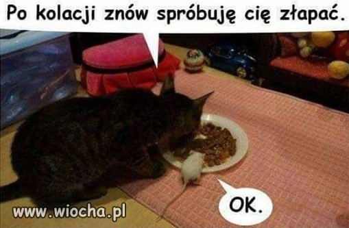 Tom i Jerry w realu