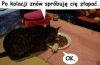 Tom i Jerry w realu