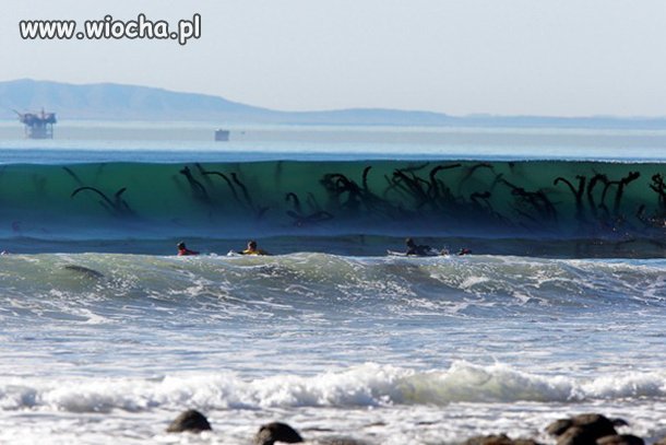 Kraken