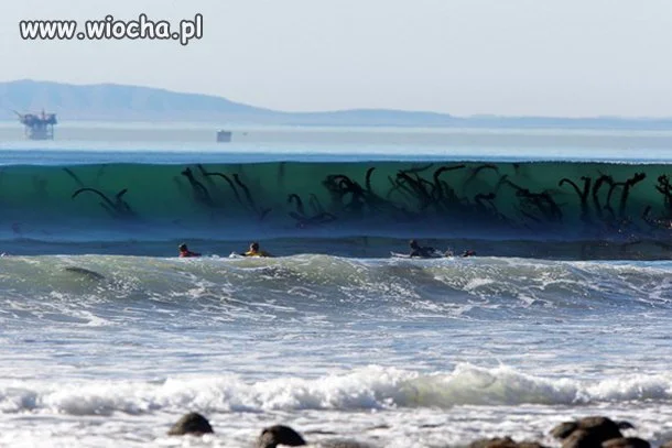 Kraken