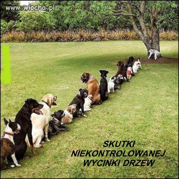 Nawet psy żądają zaprzestania wycinki drzew