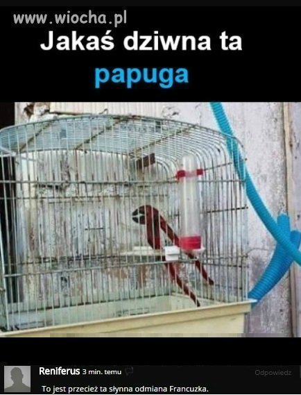 Papuga