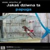 Papuga