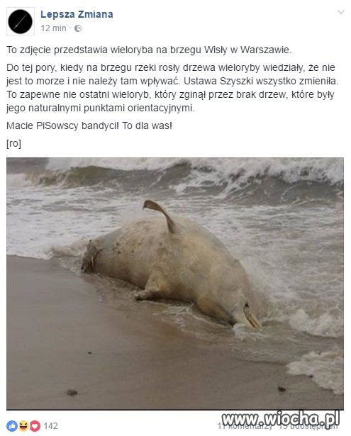 Wieloryb w Wiśle 