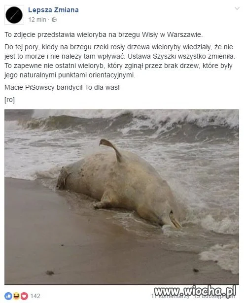 Wieloryb w Wiśle 