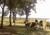 Testy zderzeniowe