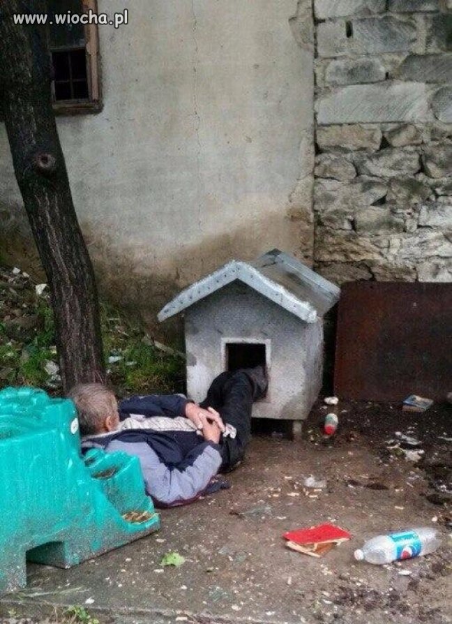 Bogdan na działce psa inhaluje 