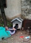 Bogdan na działce psa inhaluje 