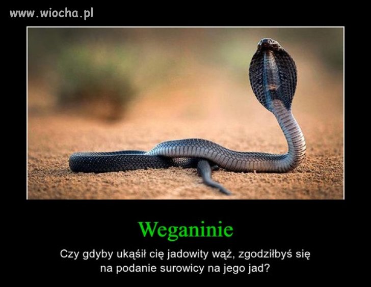 ...Szach i Mat weganie...