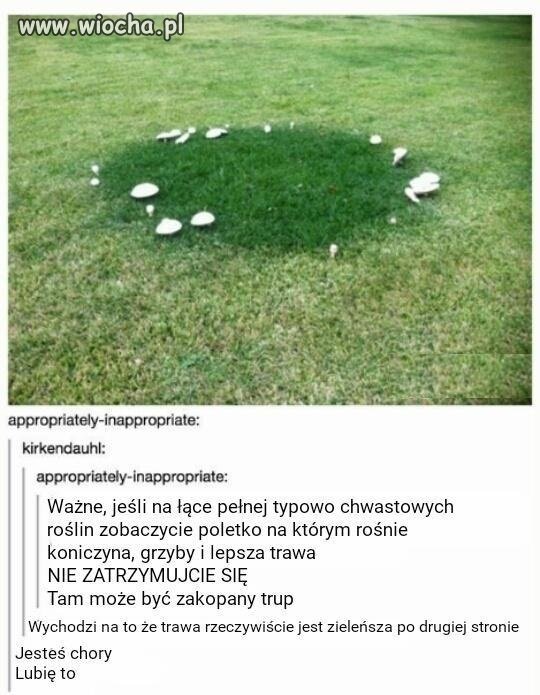 łąka