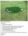 łąka