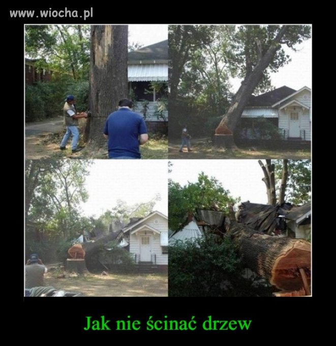 Historia pewnej wycinki