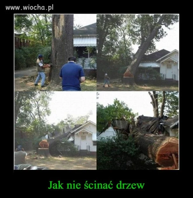 Historia pewnej wycinki