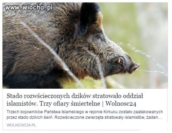 Dzika świnka.