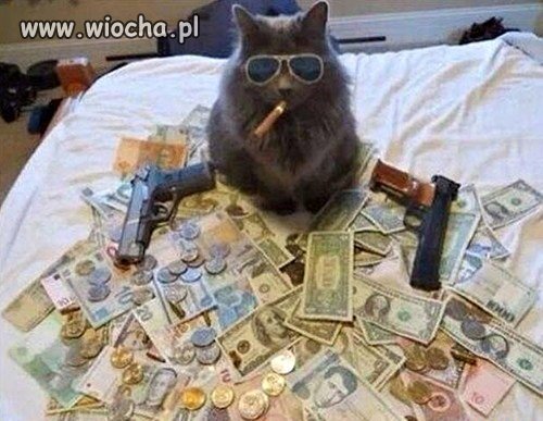 Cat mafia 