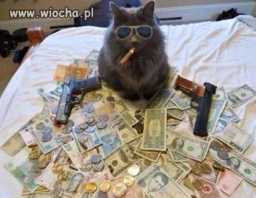 Cat mafia 
