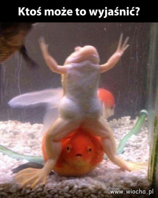 Gangam Style