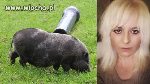 Muslimska familia zabija kijem prosiaka na farmie,