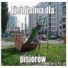 Idealna dla Jarusia 