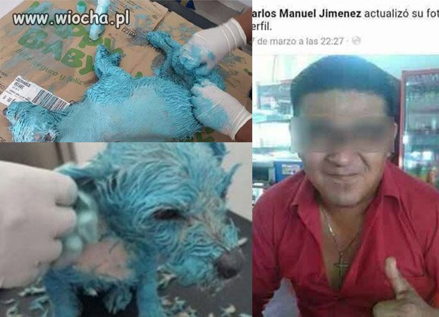 Mężczyzna zamęczył na śmierć adoptowaną suczkę!